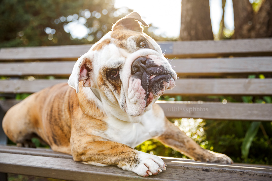 brindle pied english bulldog lying on bench at park backlit with headtilt