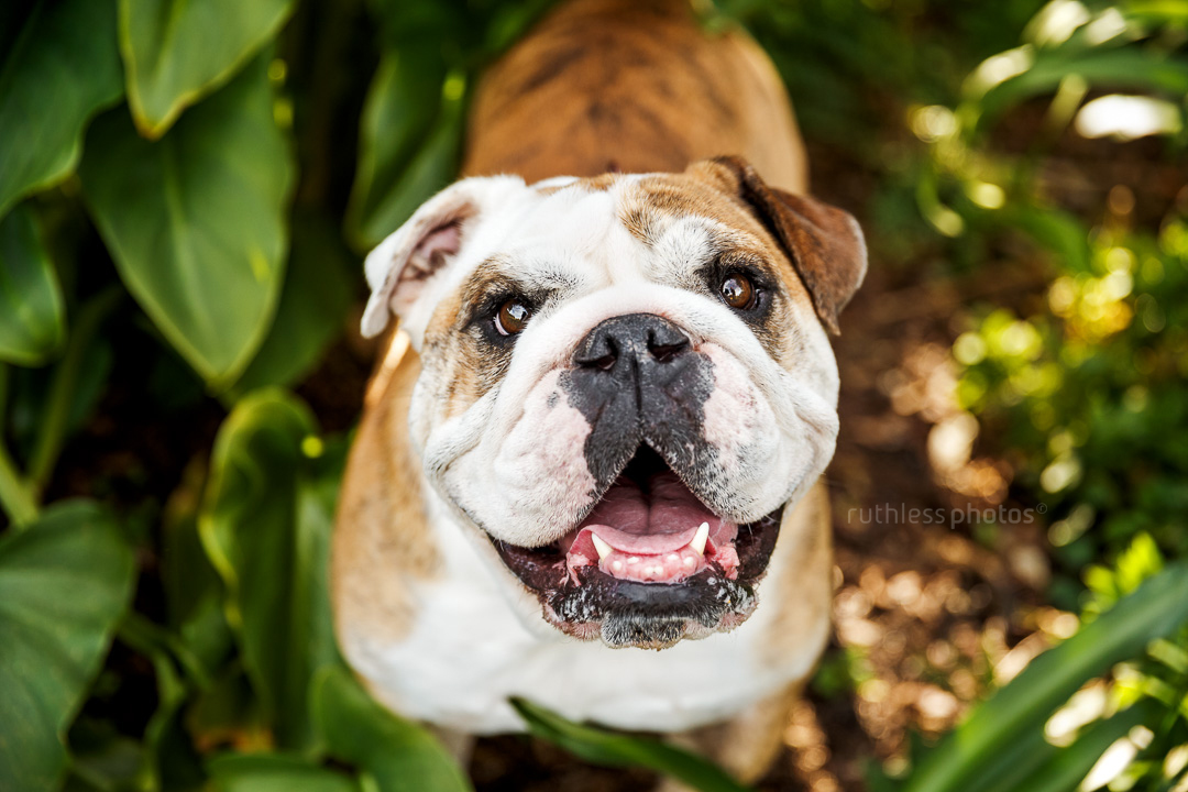brindle pied english bulldog sitting in bushes at park backlit looking up at camera and smiling