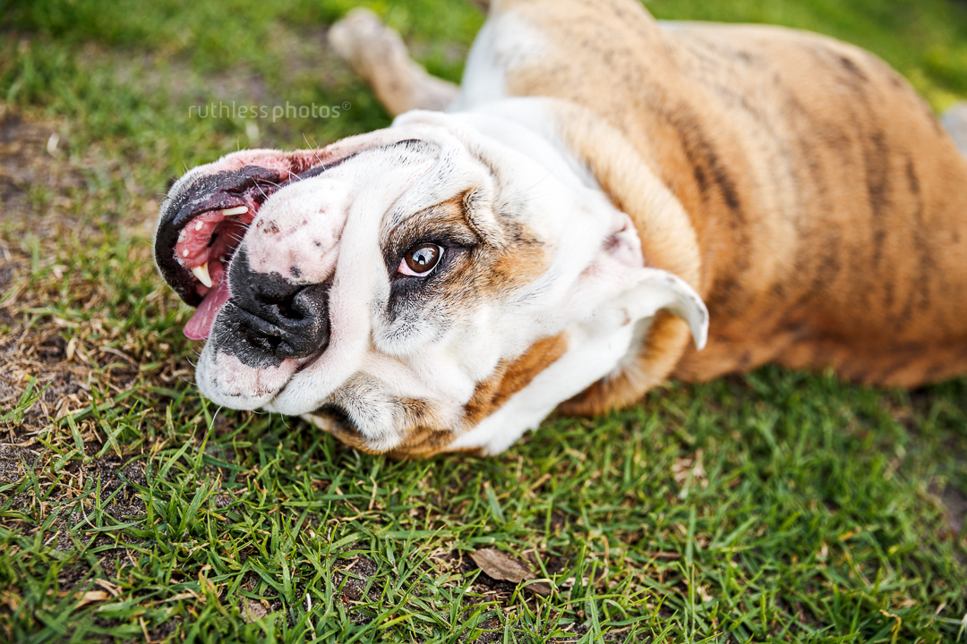 brindle pied english bulldog rolling on the grass