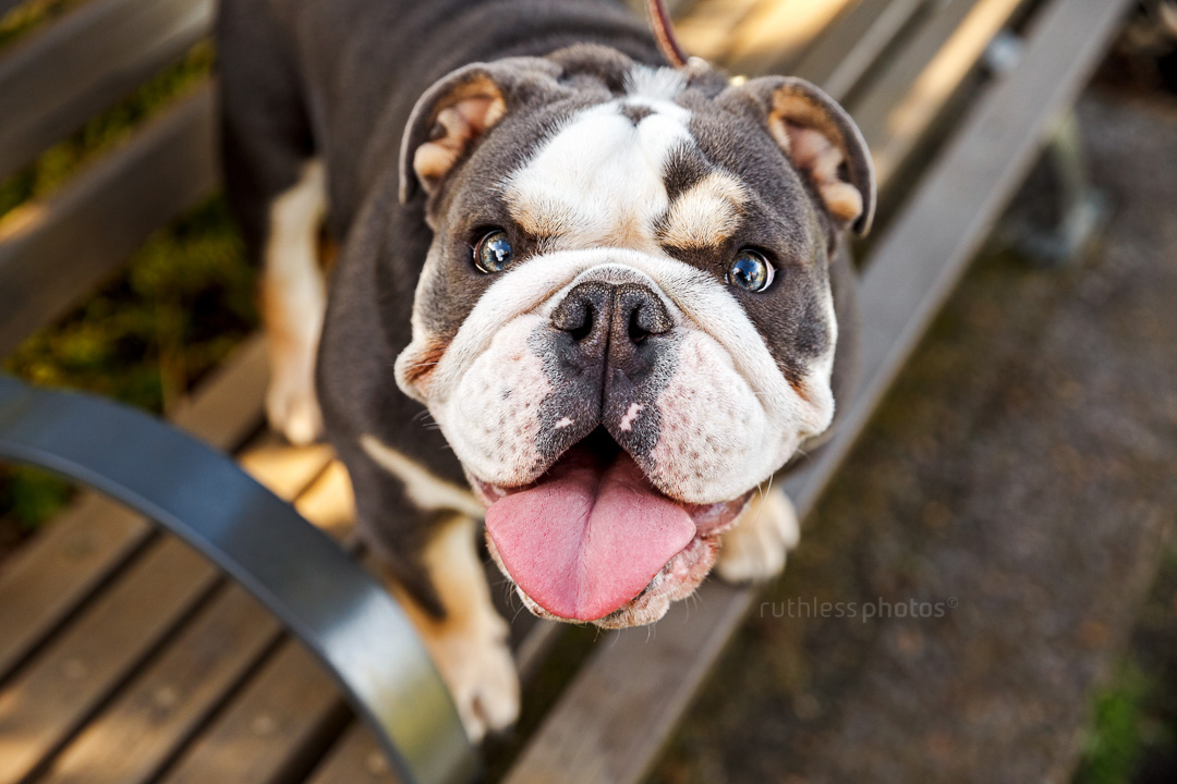 exotic blue tri-coloured british bulldog standing on bench looking up at camera and smiling