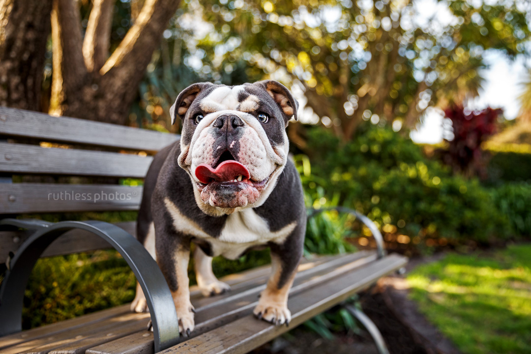 exotic blue tri-coloured british bulldog standing on bench at park
