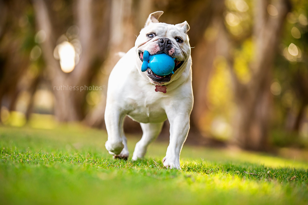 white british bulldog running at park with blue ball in mouth