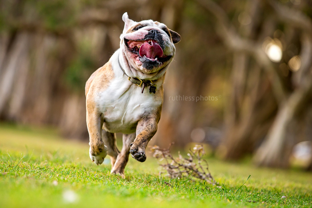 brindle pied english bulldog running in park all mouth and tongue