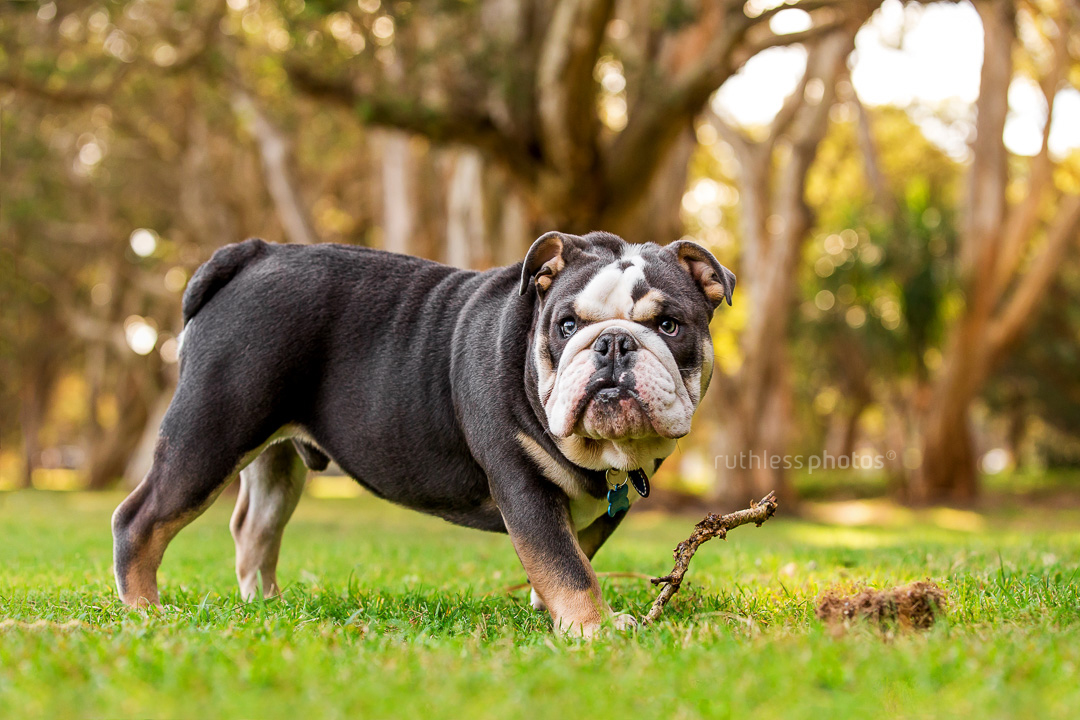 exotic blue tri-coloured british bulldog standing in park with stick