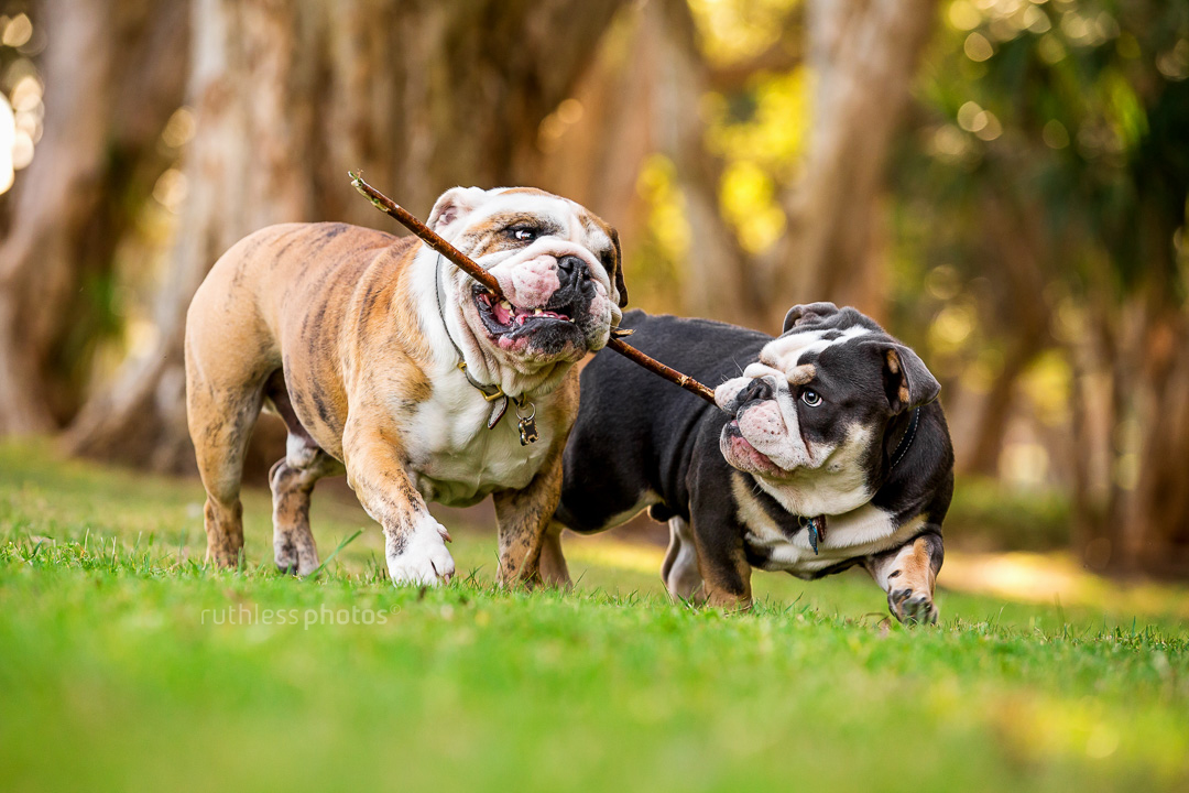 two british bulldogs running in park with a stick