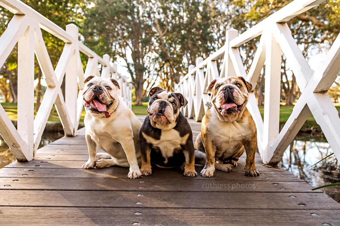three british bulldogs sitting side by side on a wooden bridge
