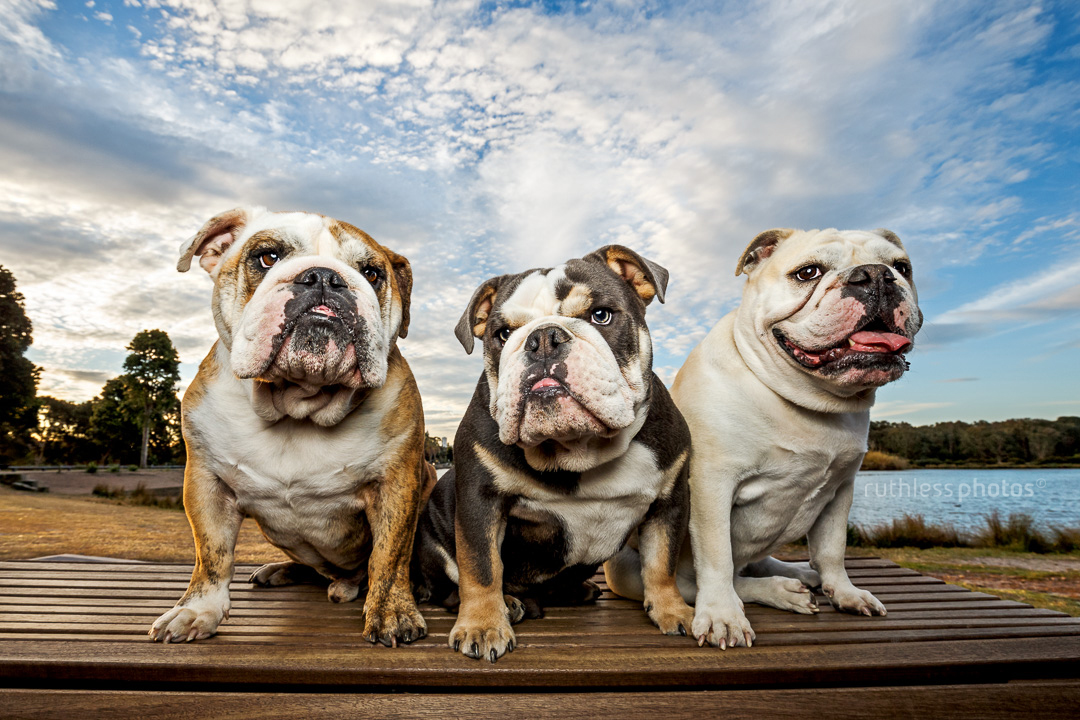 three british bulldogs sitting side by side on a bench in front of a lake at the park