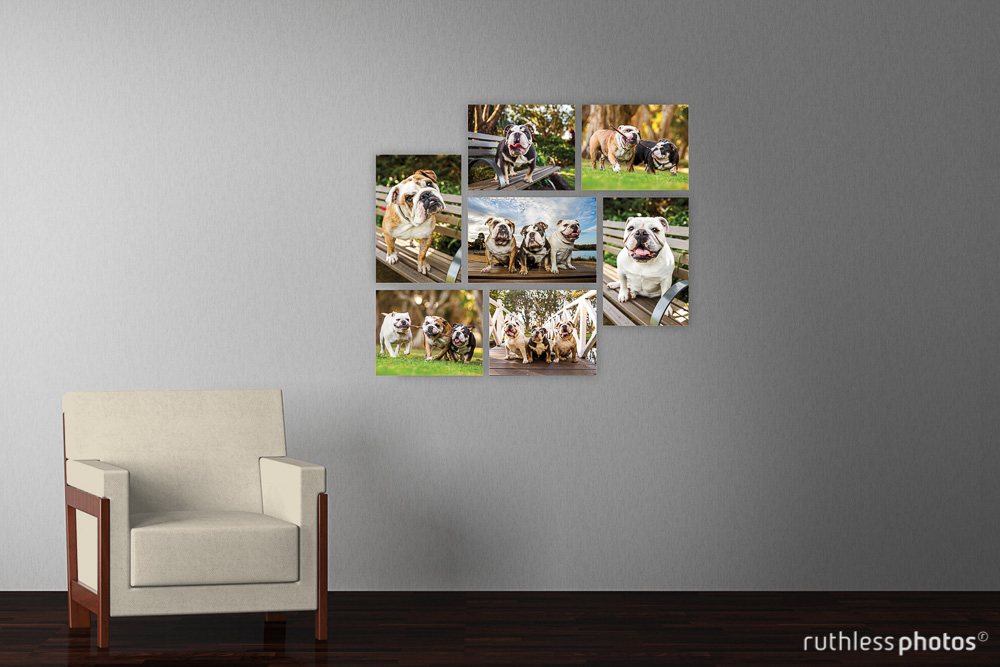 wall display of photos of three bulldogs