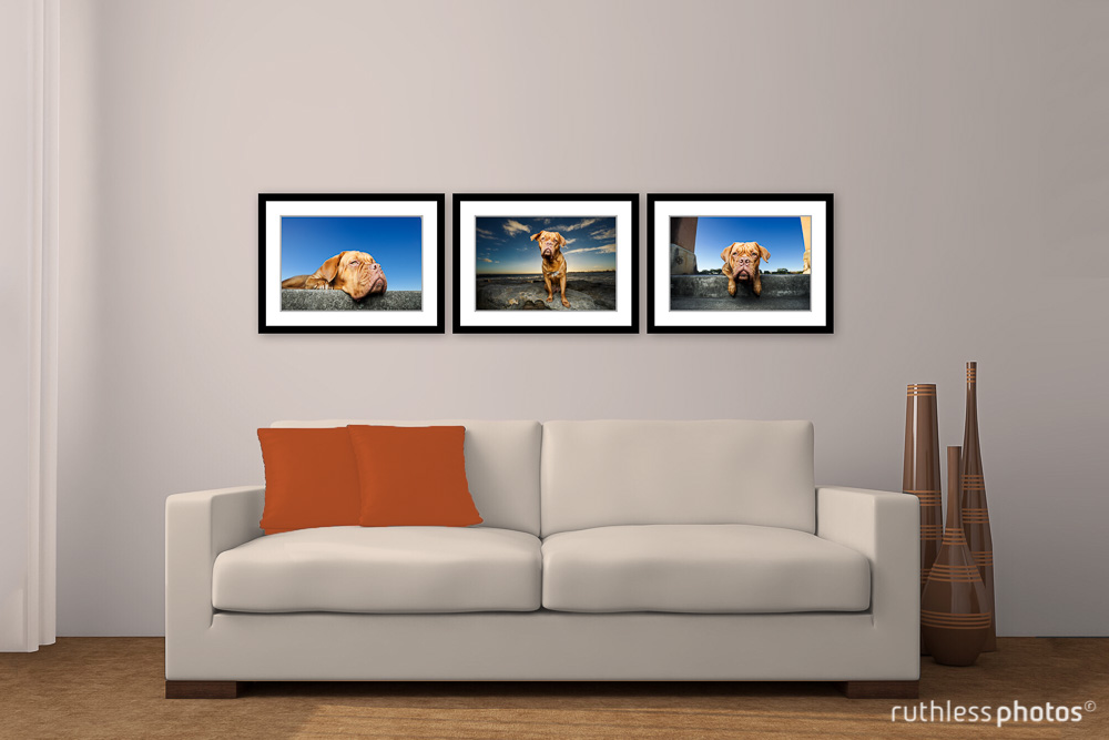 three photos of a Dogue de Bordeaux on a wall