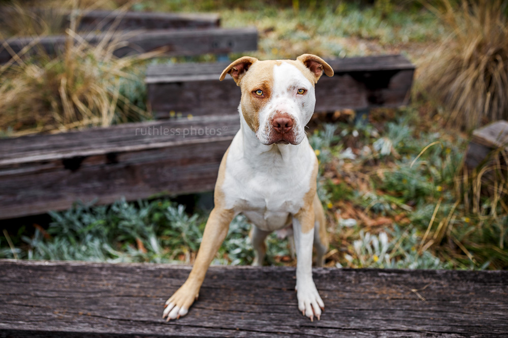 rescued blockhead pit bull type red nose dog standing with front feet on wooden beam