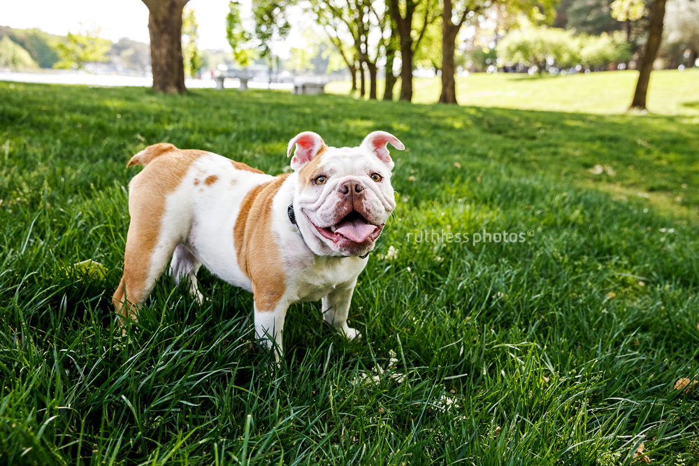 happy smiling british bulldog standing in green grass in canberra park beside lake burleigh griffin looking at camera