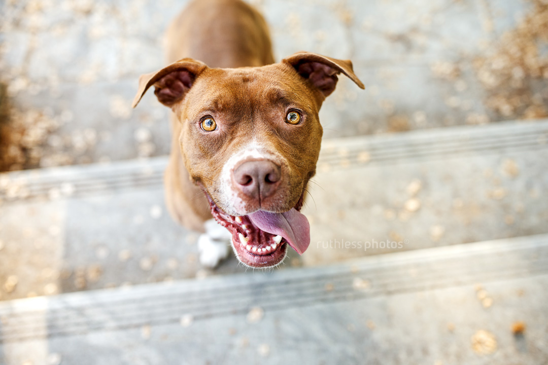 red nose chocolate pit bull type dog looking up with silly smile and tongue out to the side