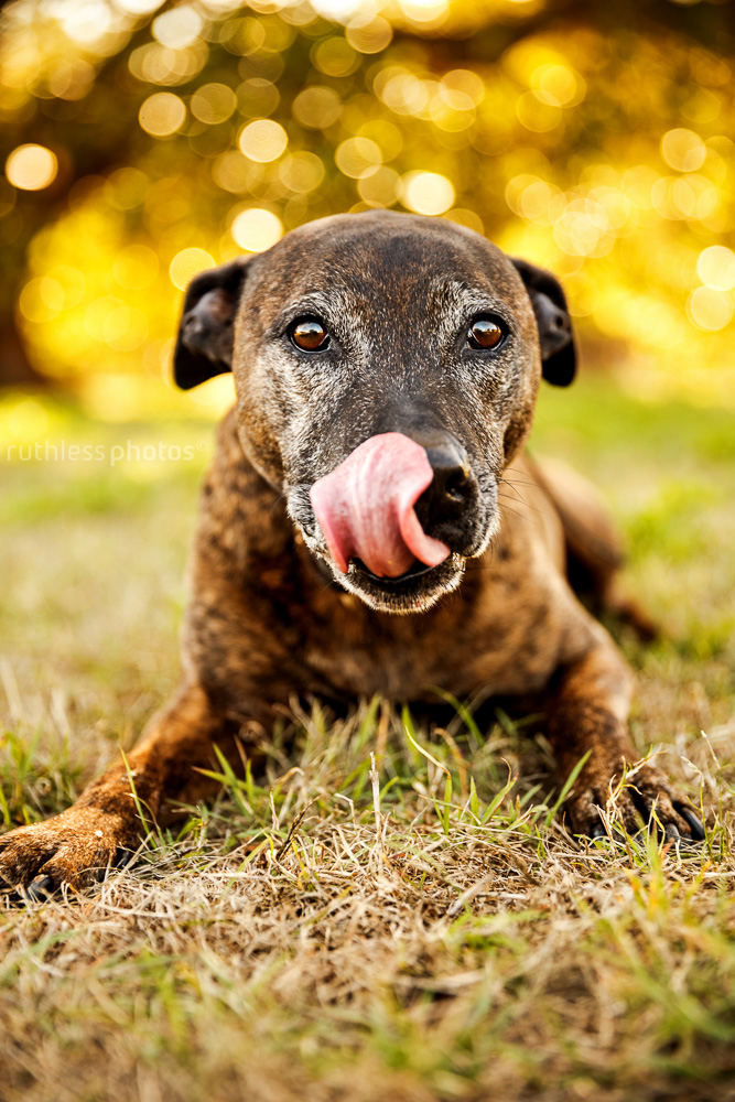 senior brindle pit type staffy mix dog with grey face with tongue licking snout