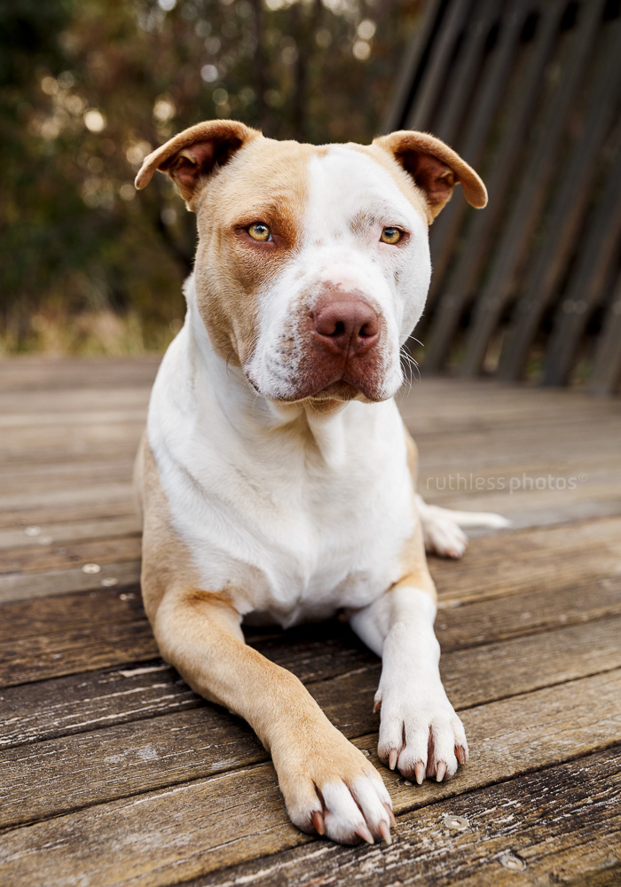 rescued blockhead pit bull type red nose dog lying on wooden platform