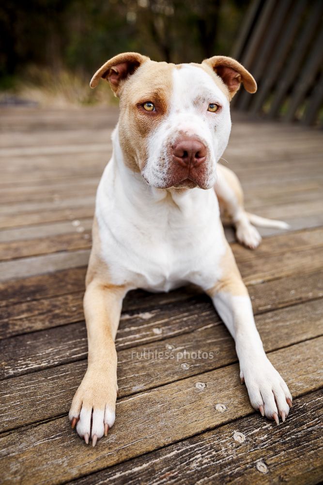 rescued blockhead pit bull type red nose dog lying on wooden platform