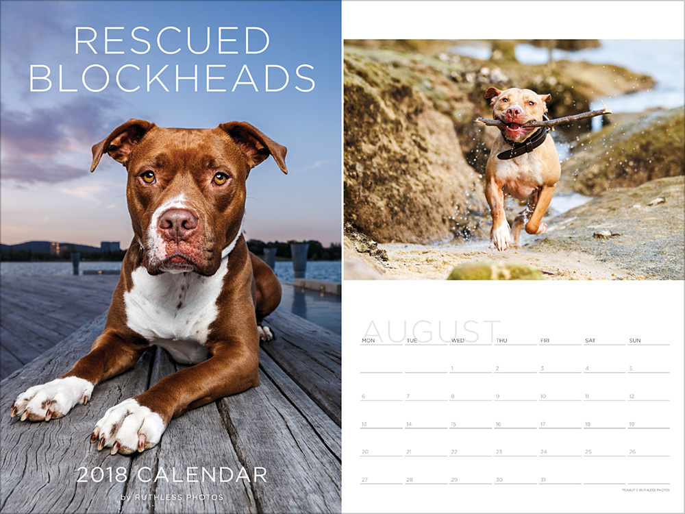 2018 rescue pit bull staffy calendar