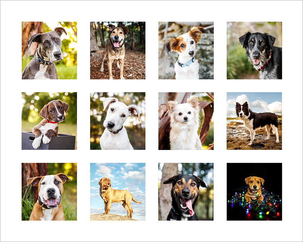 2018 rescue dog calendar
