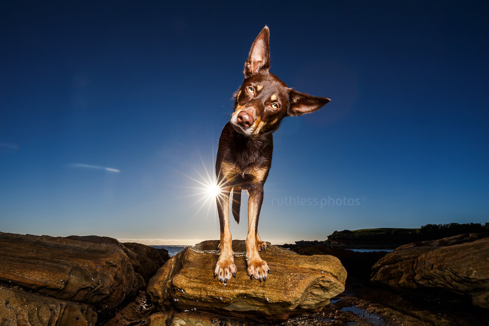 kelpie standing on rock at sunrise doing head tilt