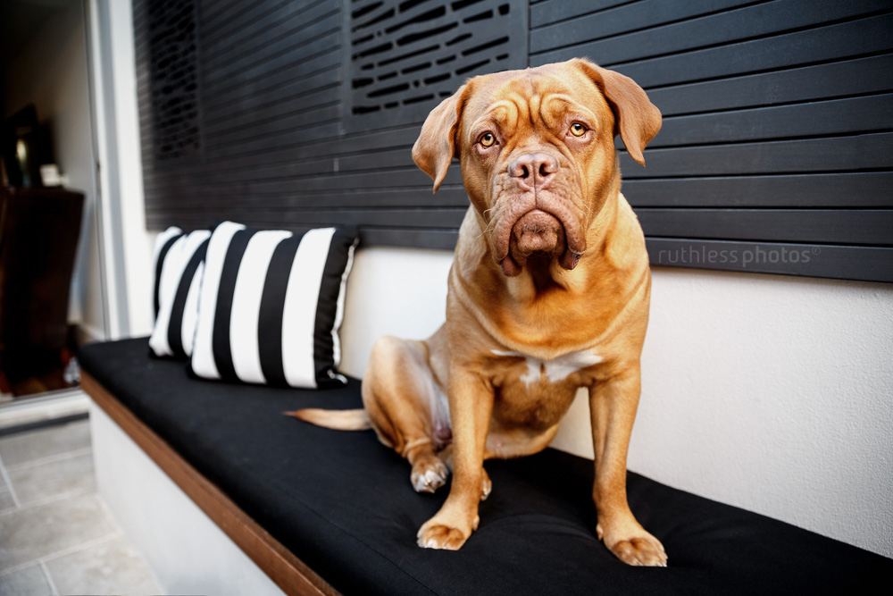 Dogue de Bordeaux sitting on black and white seat looking serious