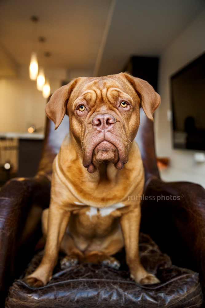 French mastiff sitting in leather armchair