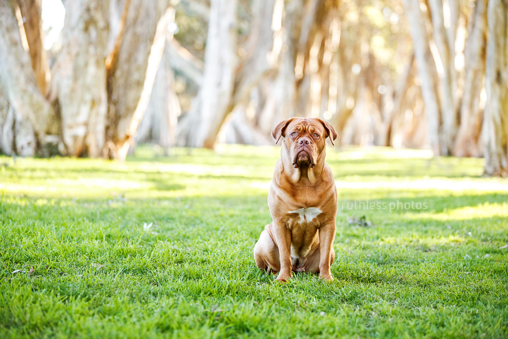 Dogue de Bordeaux sitting on grass in tree lined area of park
