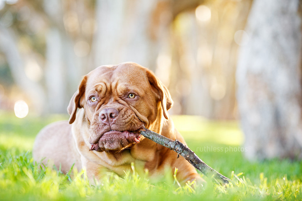 French mastiff dog lying on the grass chewing on a stick