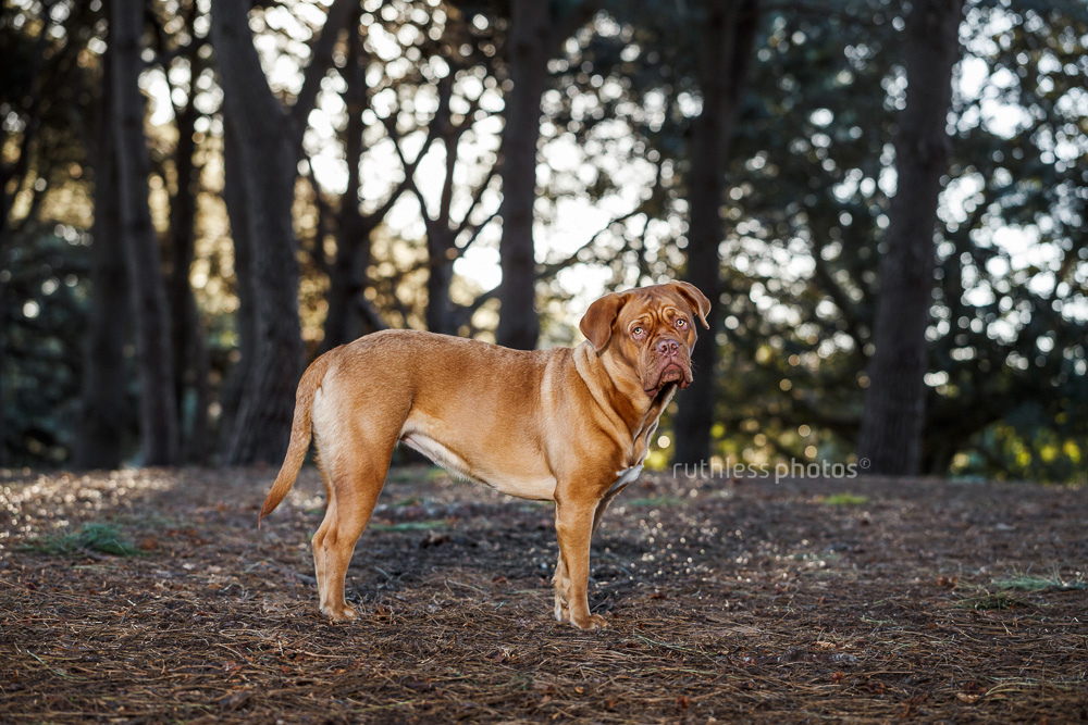 Dogue de Bordeaux standing in forest side on to camera with head tilt