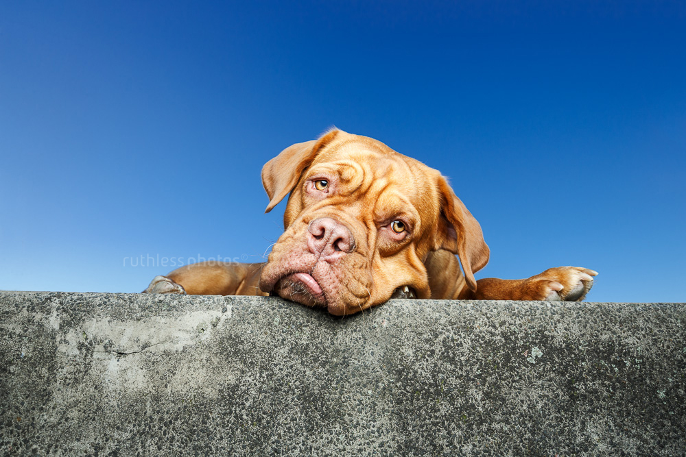 Dogue de Bordeaux lying with head on top step in front of blue sky looking miserable