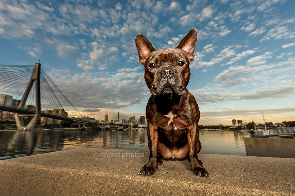 Frenchie x Staffy at sunset in front of Anzac Bridge Blackwattle Bay Sydney