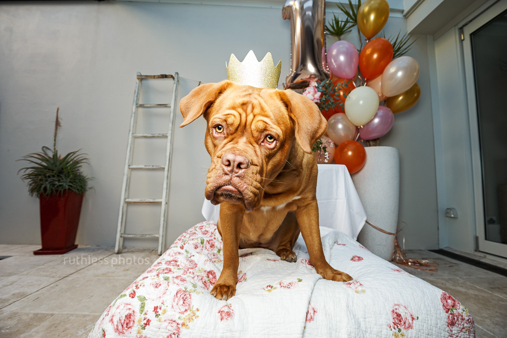 Dogue de Bordeaux wearing tiny gold paper crown sitting in front of balloons at styled dog's first birthday party