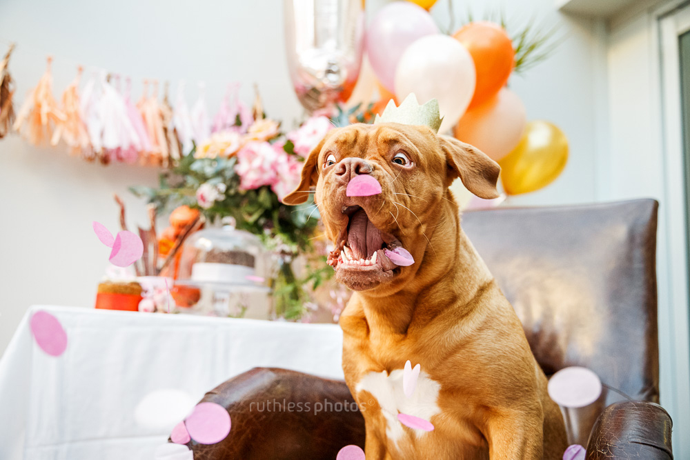Dogue de Bordeaux wearing tiny gold paper crown catching pink confetti with her mouth in front of balloons at styled dog's first birthday party