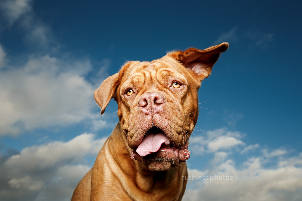 Dogue de Bordeaux head shot with off camera lighting in front of sky with funny face