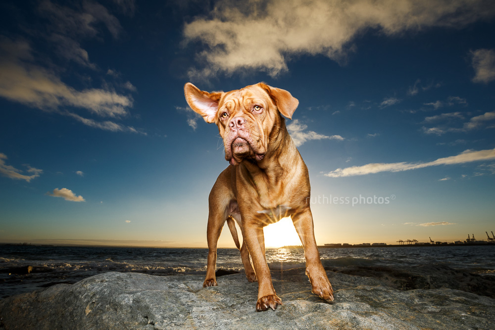 Dogue de Bordeaux standing on rock at water at sunset lit with off camera flash the wind caught her ear