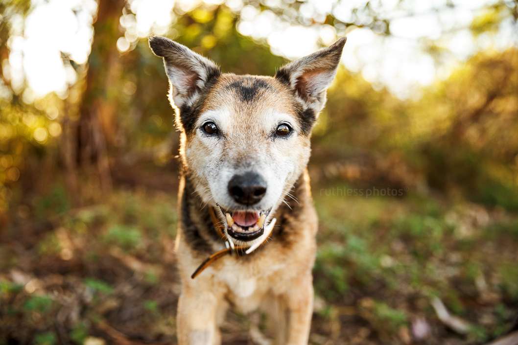 senior mixed breed grey faced old dog smiling standing in woods