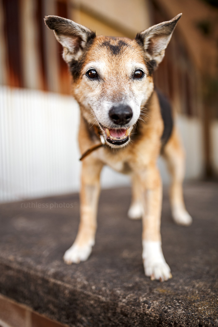 senior mixed breed grey faced old dog smiling standing in front of urban decay