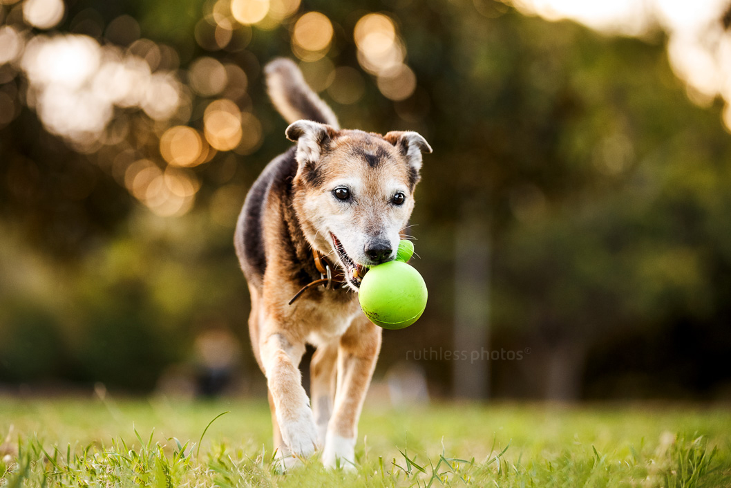 old dog running in park with green ball at sunset