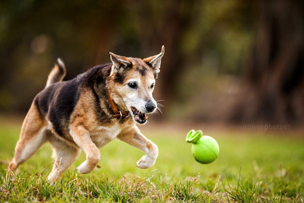 old dog chasing green ball mid-catch in park