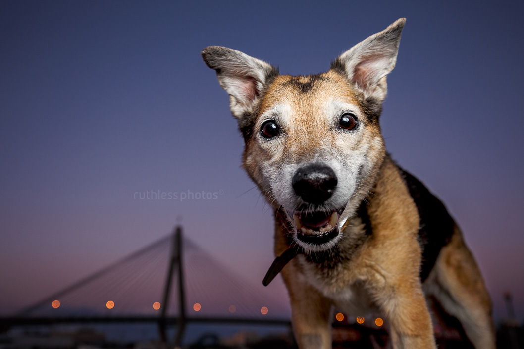 senior mixed breed grey faced old dog smiling standing in front of anzac bridge at sunset