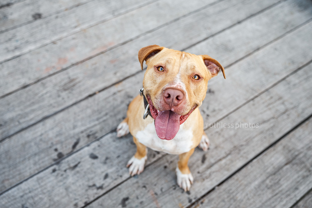 red nose pit bull type dog sitting on wooden deck looking up at camera and smiling