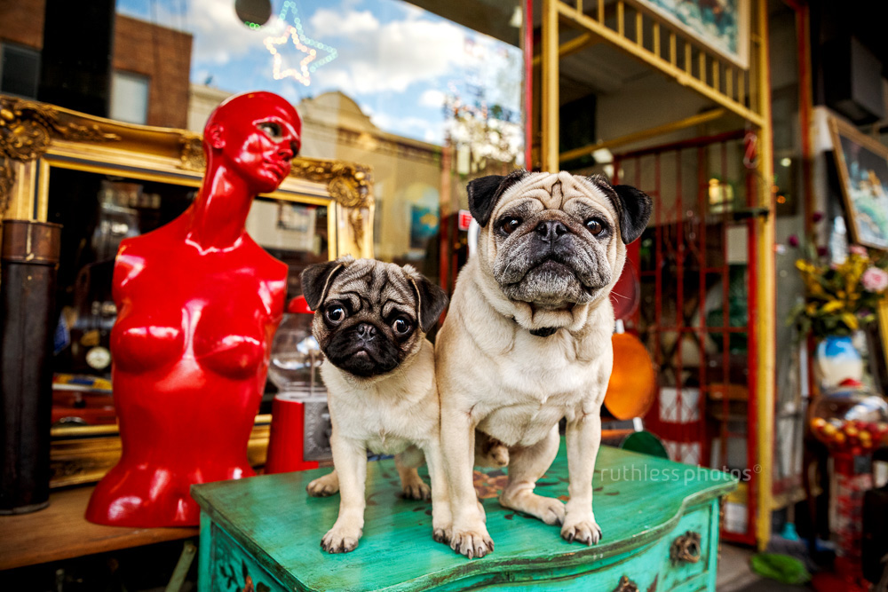 two fawn pugs adult and puppy standing on a table outside a vintage shop