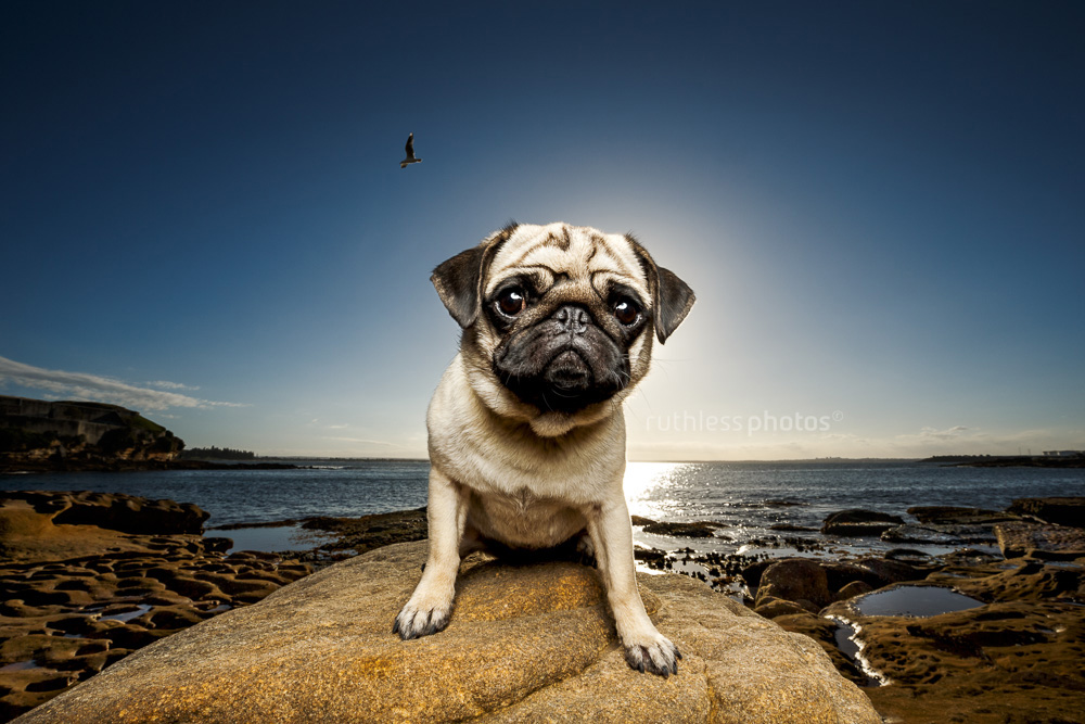 fawn pug standing on rock in front of blue sky looking worried