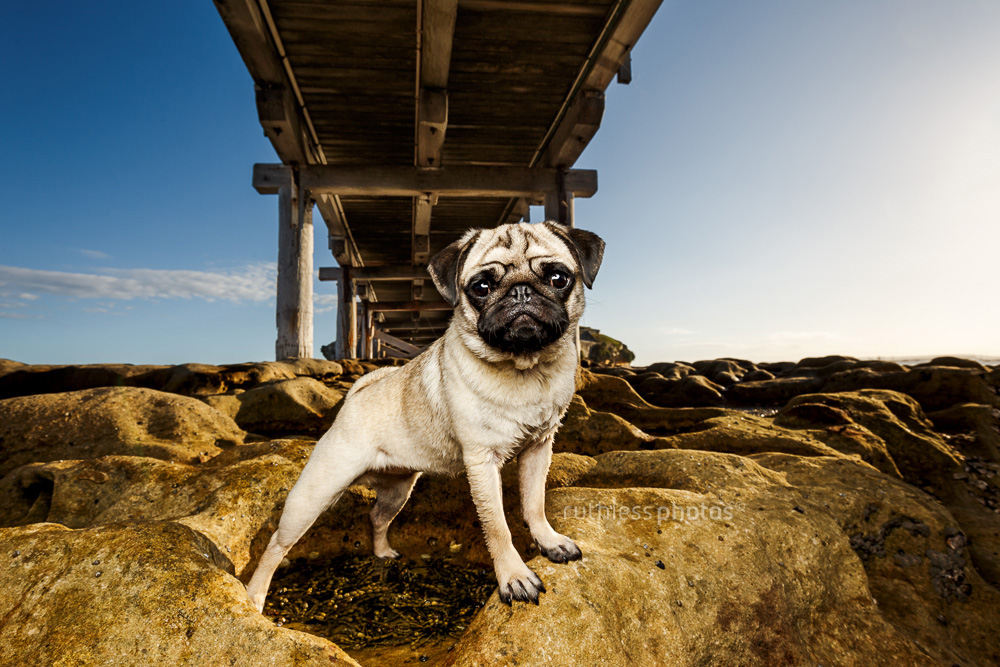 fawn pug standing proud on rocks under wooden bridge at la perouse