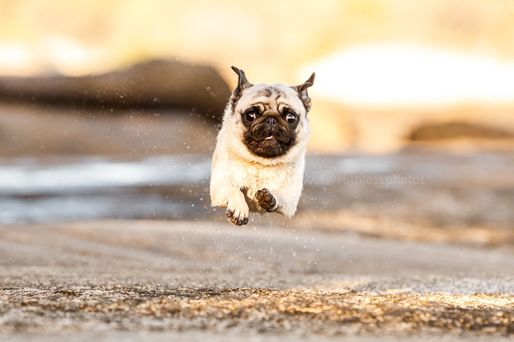 flying pug mid air running
