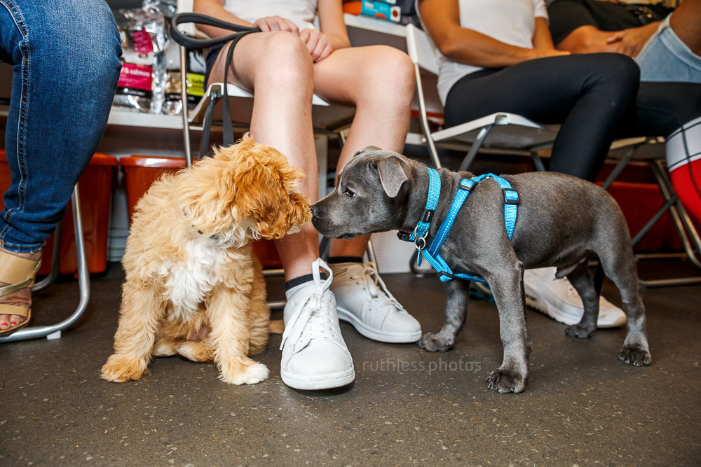 oodle and blue staffy at sydney puppy school polite greeting nose to nose