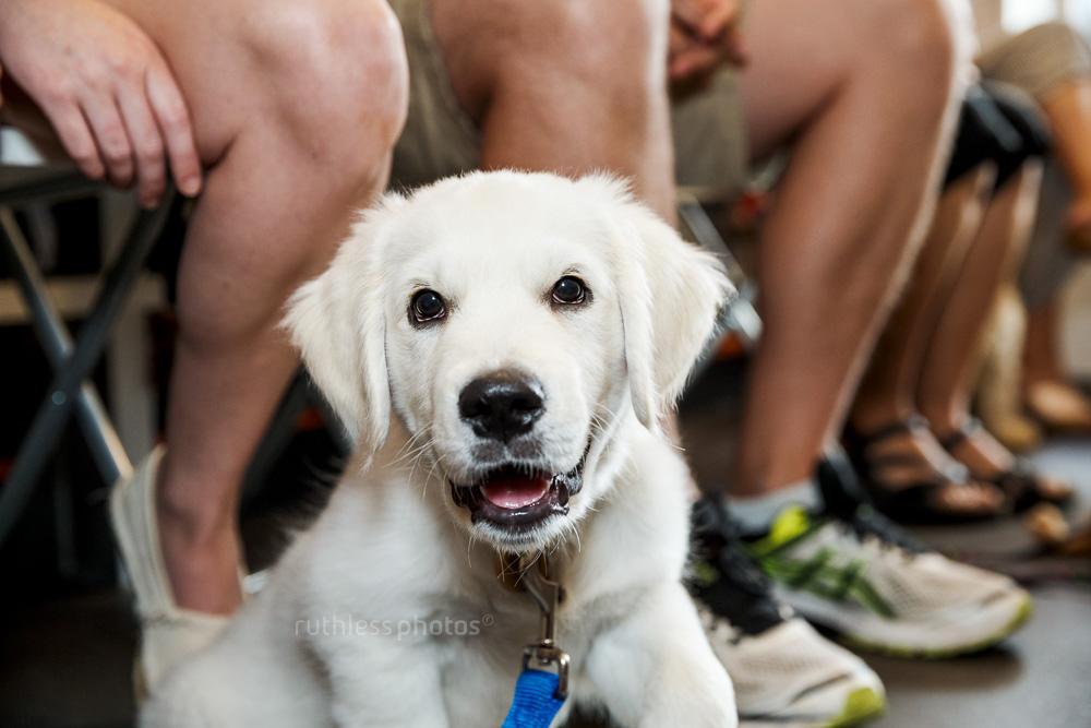golden retriever at sydney puppy school smiling at camera