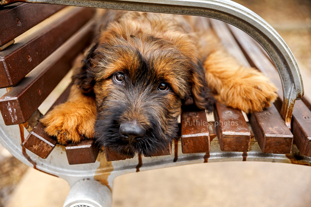 briard puppy lying on park bench