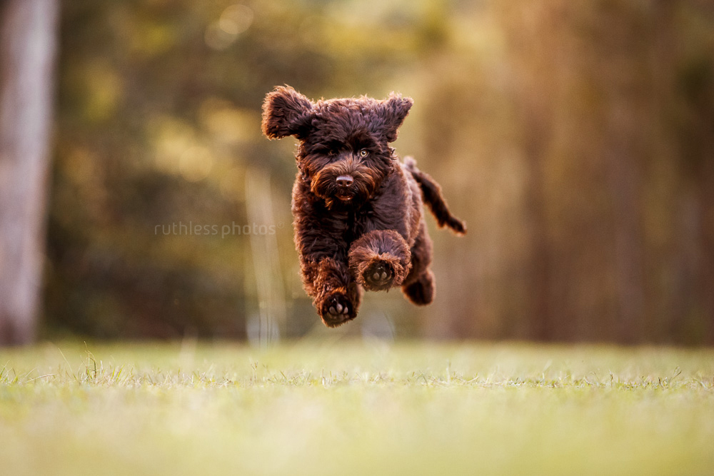 chocolate labradoodle puppy dog in full flight at park