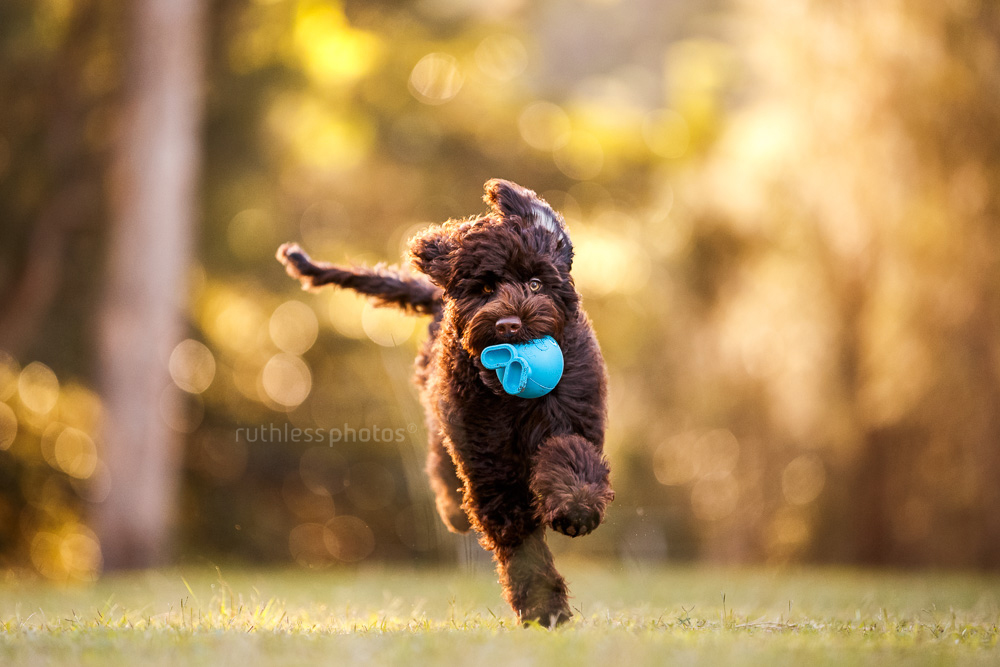 chocolate labradoodle puppy running with blue ball
