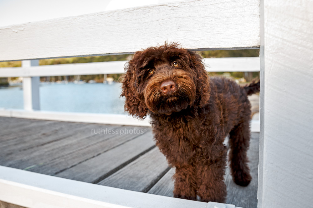chocolate labradoodle puppy standing on wooden jetty
