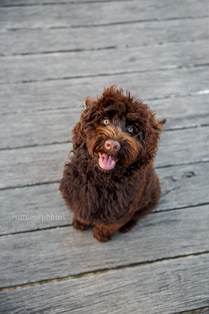 chocolate labradoodle puppy sitting on wooden jetty looking up and smiling
